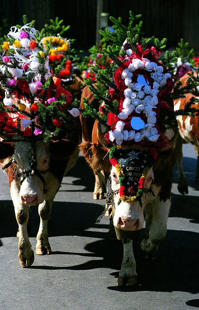 Almabtrieb_Rechte_TVB_Wildscho__nau