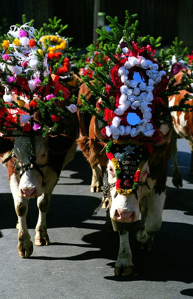 Almabtrieb von TVB Wildschoenau Almabtrieb